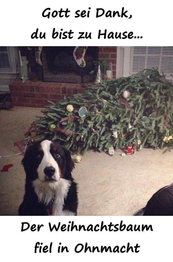 Gott sei Dank, du bist zu Hause... Der Weihnachtsbaum fiel