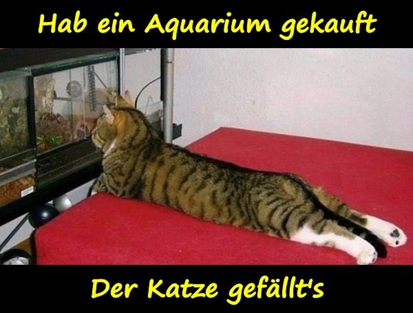 Hab ein Aquarium gekauft. Der Katze gefällt's