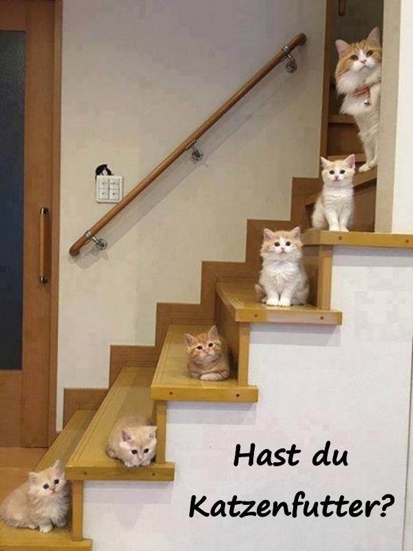 Hast du Katzenfutter