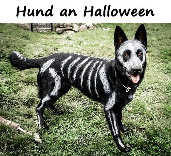 Hund an Halloween