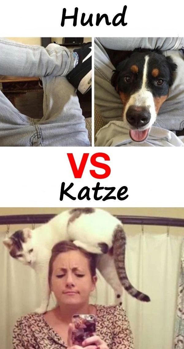 Hund gegen Katze