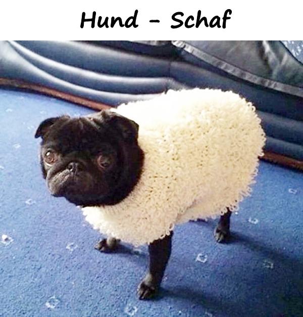 Hund - Schaf