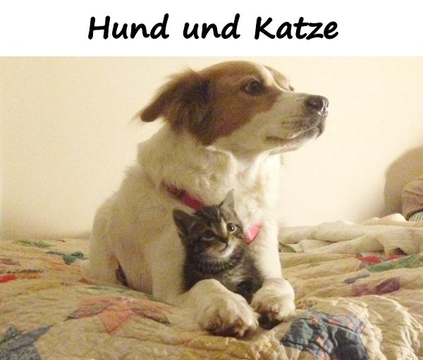 Hund und Katze