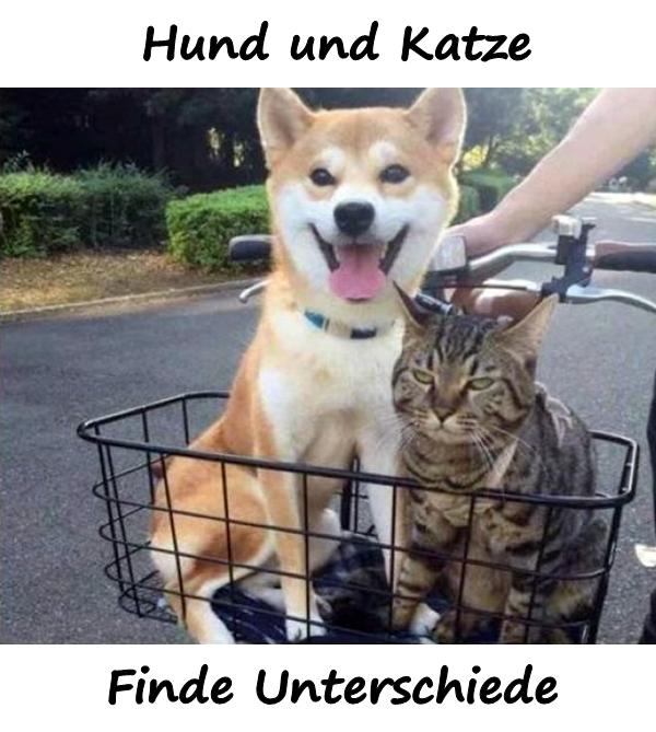 Hund und Katze. Finde Unterschiede