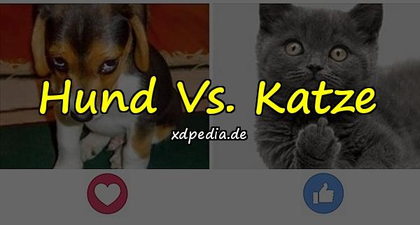 Hund Vs. Katze