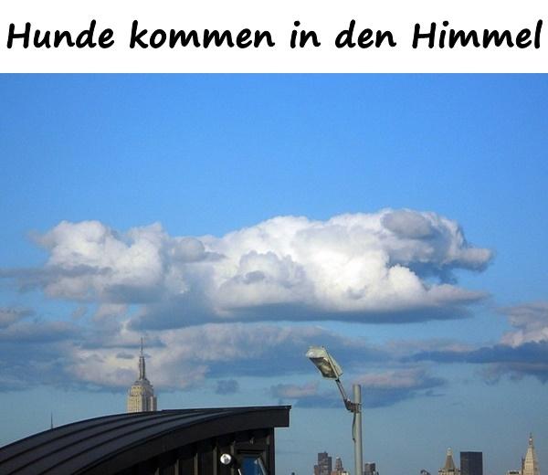 Hunde kommen in den Himmel