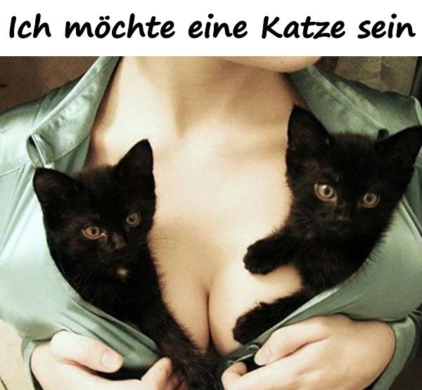 Ich möchte eine Katze sein