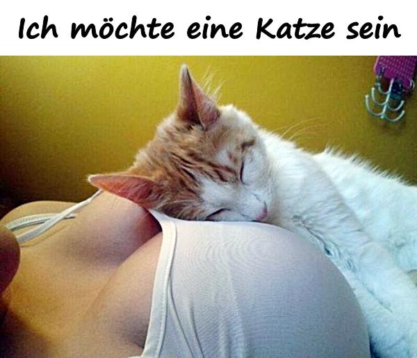 Ich möchte eine Katze sein