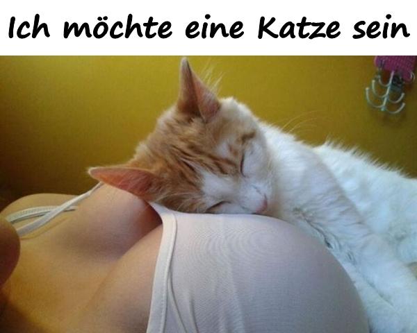 Ich möchte eine Katze sein