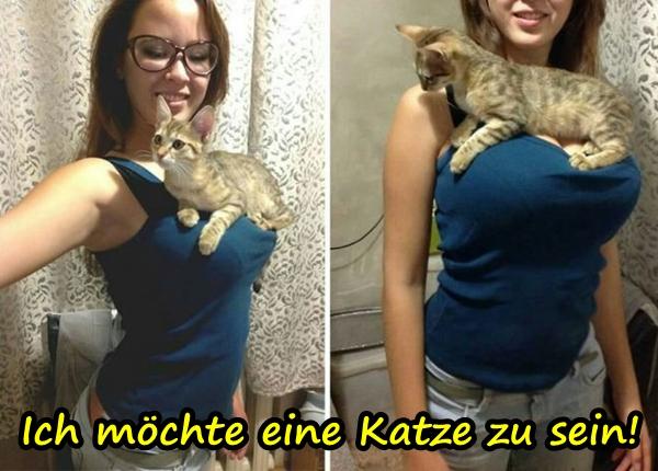 Ich möchte eine Katze zu sein