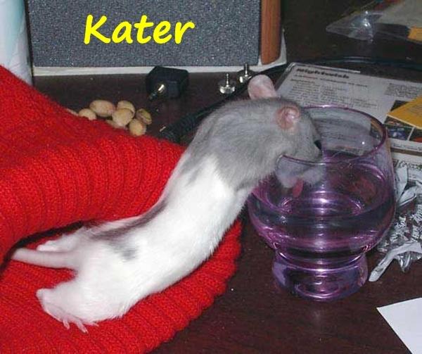 Kater