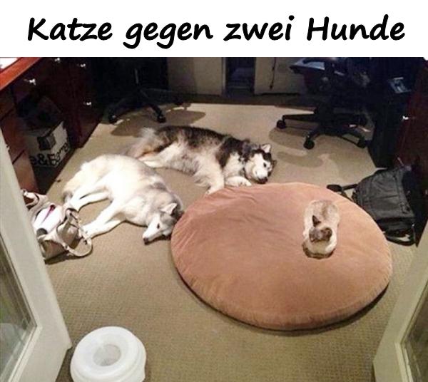 Katze gegen zwei Hunde