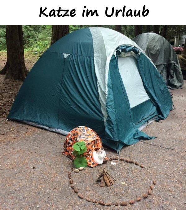 Katze im Urlaub