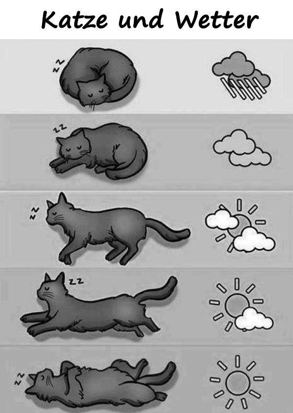 Katze und Wetter