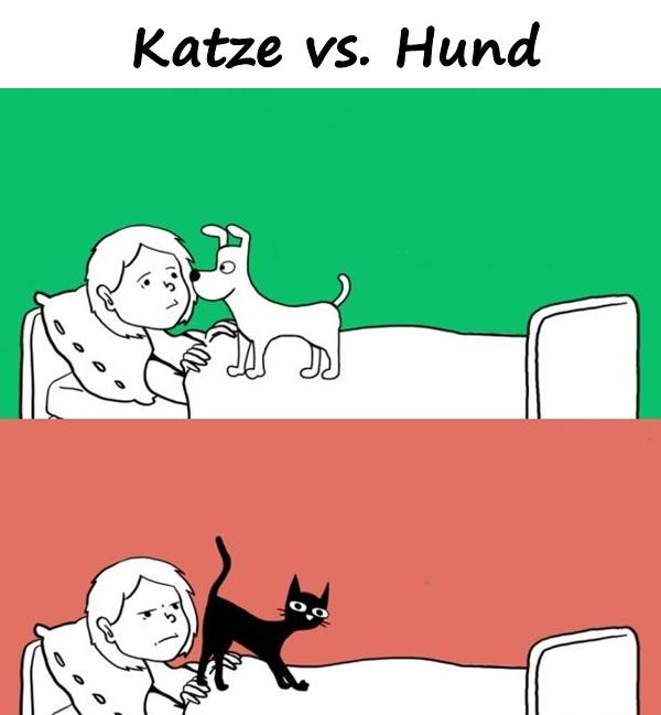 Katze vs. Hund