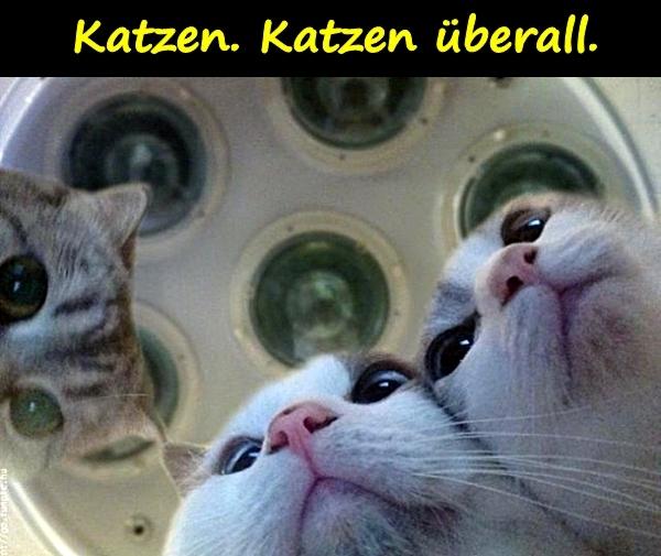 Katzen. Katzen überall