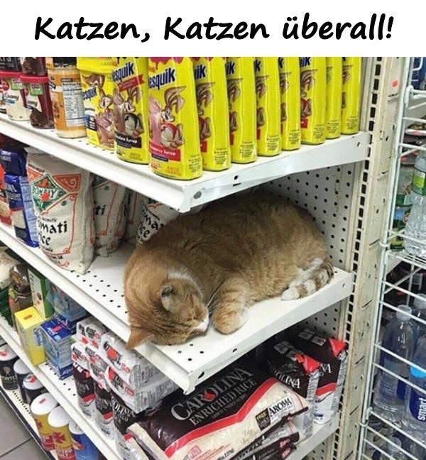 Katzen, Katzen überall