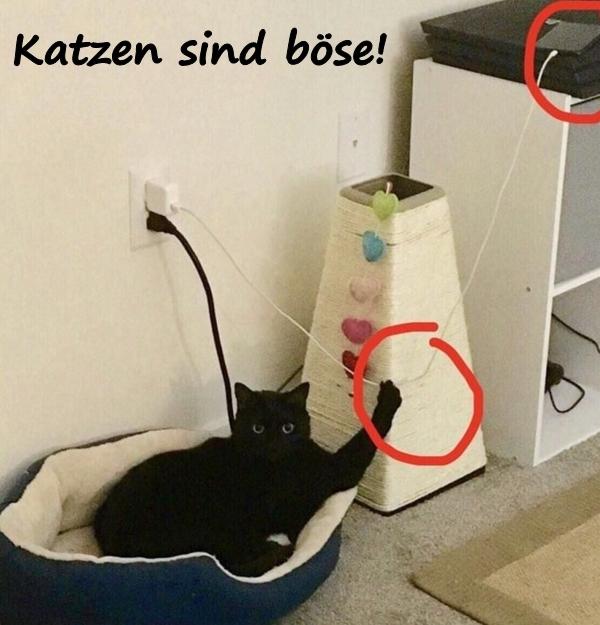 Katzen sind böse