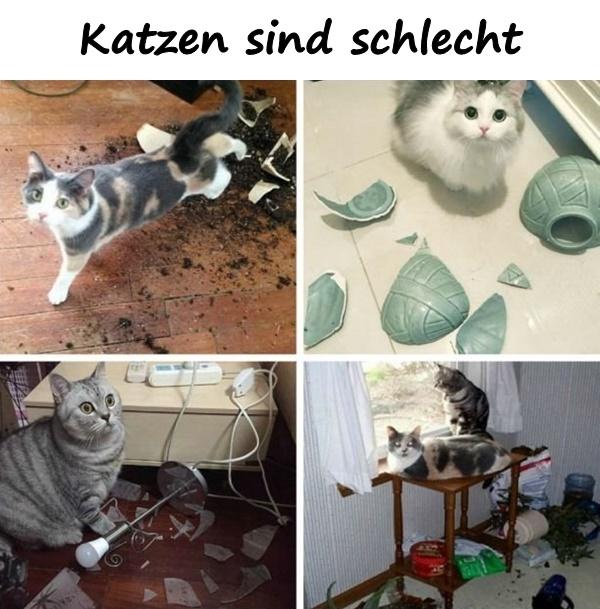 Katzen sind schlecht