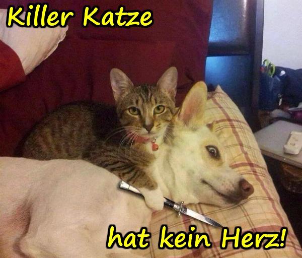 Killer Katze hat kein Herz