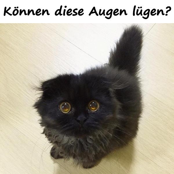 Können diese Augen lügen