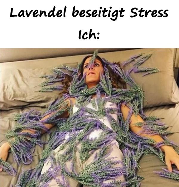 Lavendel beseitigt Stress