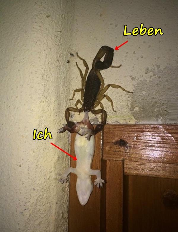 Leben