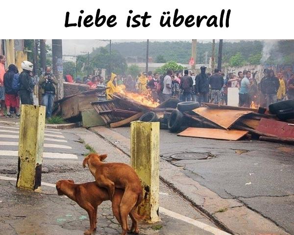 Liebe ist überall