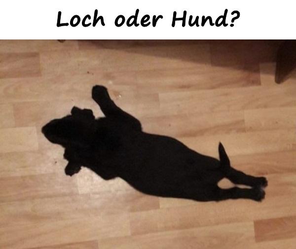 Loch oder Hund