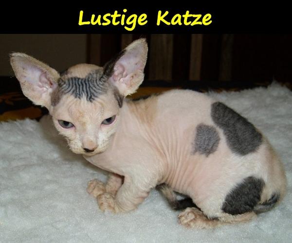 Lustige Katze