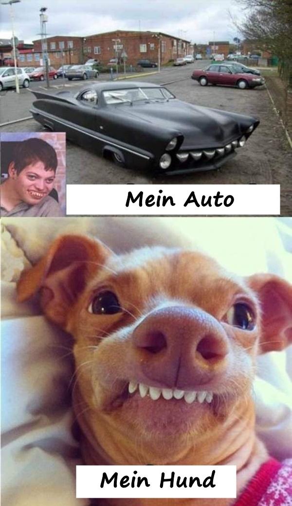 Mein Auto und Hund