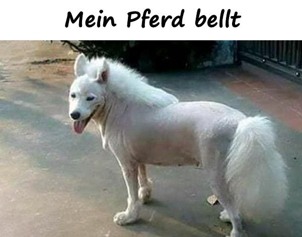 Mein Pferd bellt