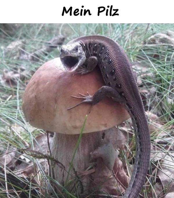 Mein Pilz