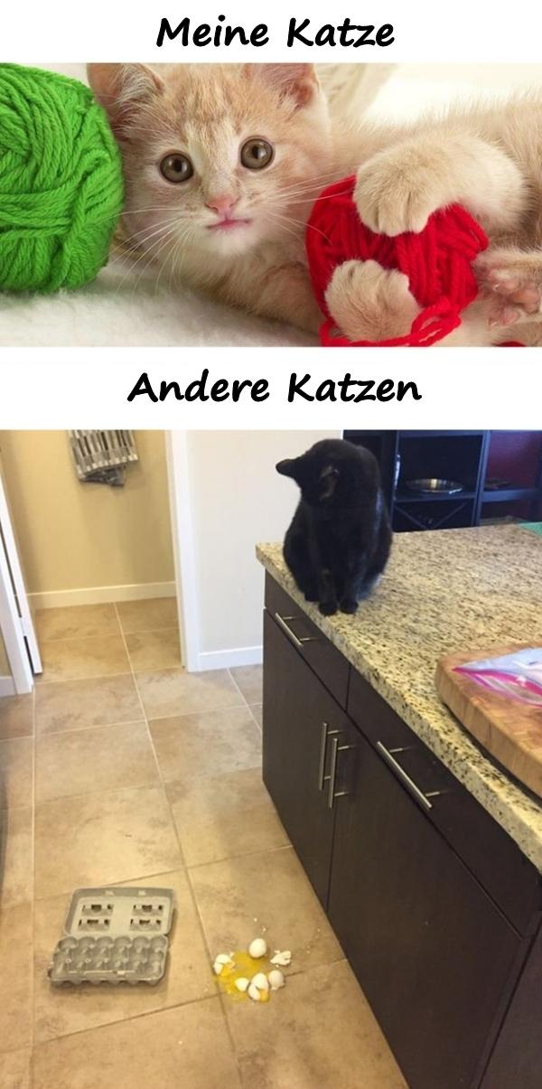 Meine Katze und andere Katzen