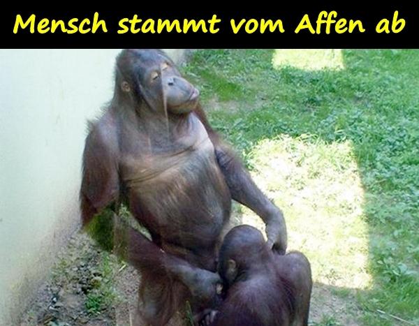 Mensch stammt vom Affen ab