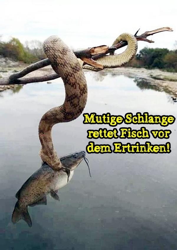 Mutige Schlange rettet Fisch vor dem Ertrinken