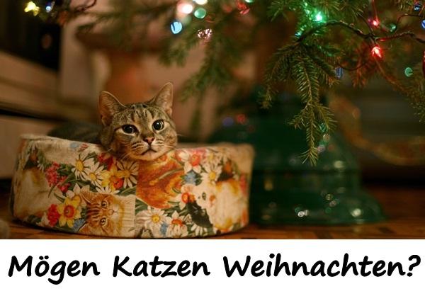 Mögen Katzen Weihnachten