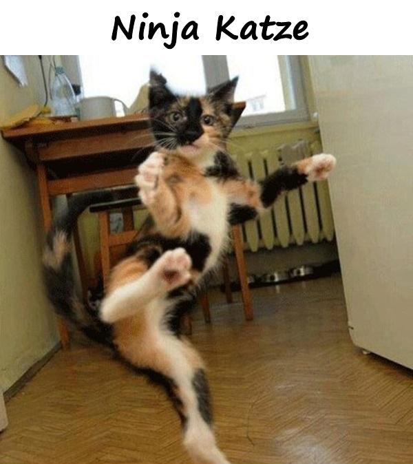 Ninja Katze