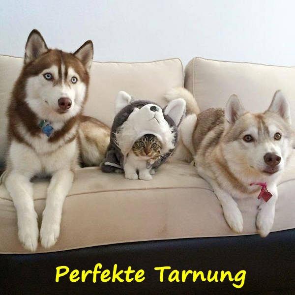 Perfekte Tarnung