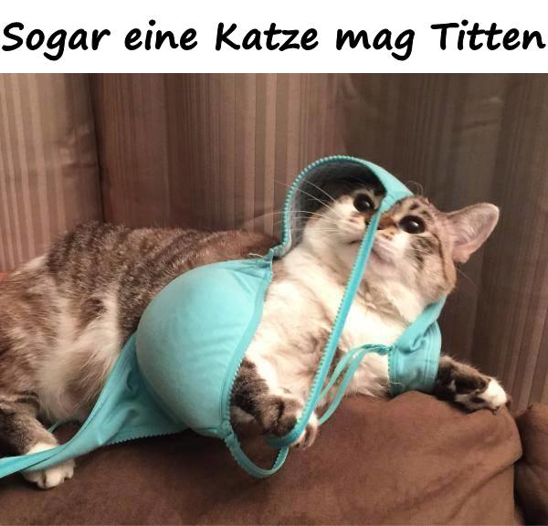 Sogar eine Katze mag Titten