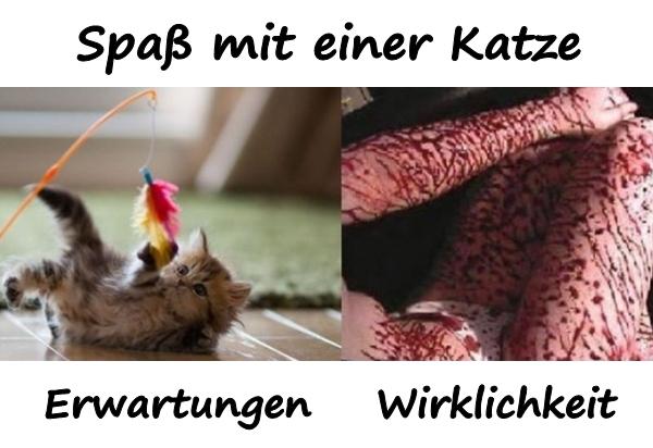 Spaß mit einer Katze