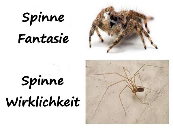 Spinne: Fantasie und Wirklichkeit