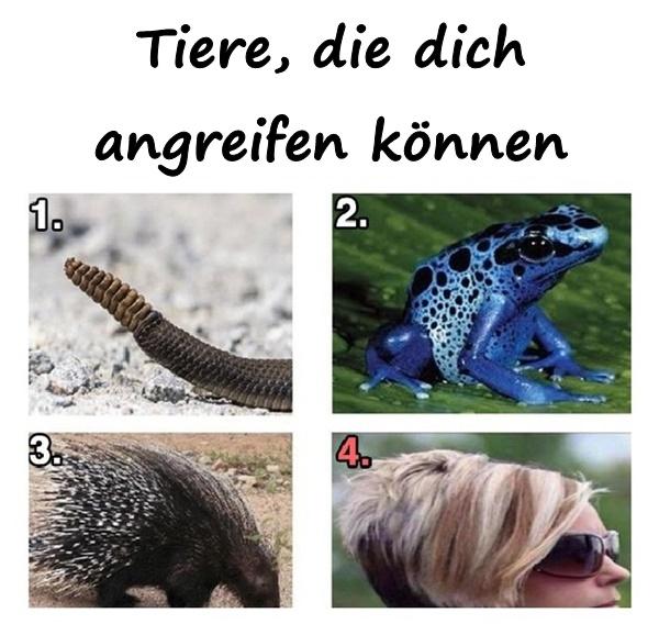 Tiere, die dich angreifen können