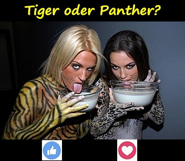 Tiger oder Panther