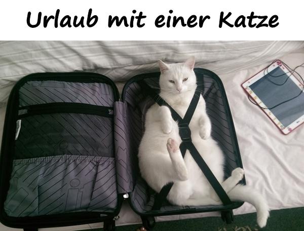 Urlaub mit einer Katze