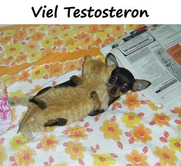 Viel Testosteron