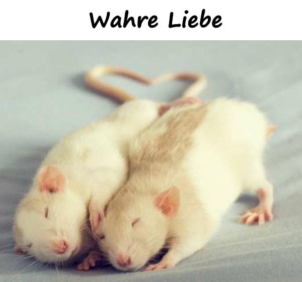 Wahre Liebe