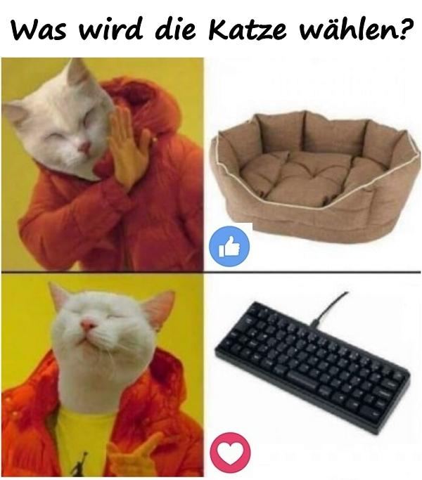 Was wird die Katze wählen