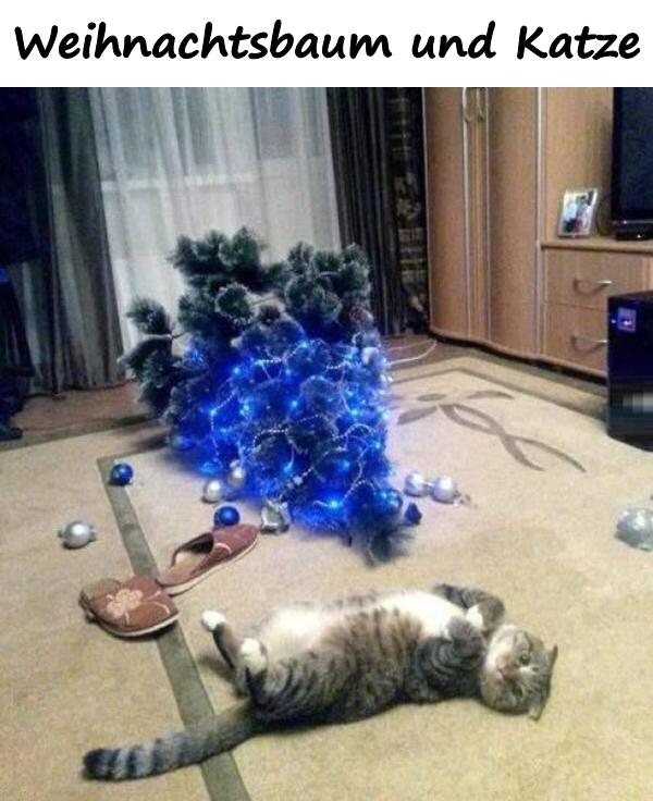 Weihnachtsbaum und Katze