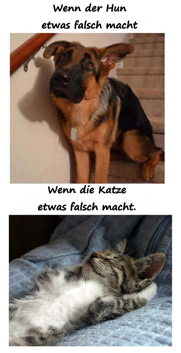 Wenn der Hund etwas falsch macht. Wenn die Katze etwas